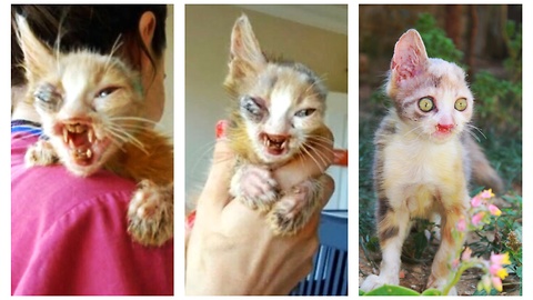 No one wanted this "ugly" cat until a rescuer came along