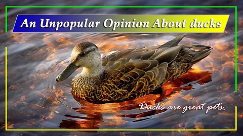 An Unpopular Opinion About ducks