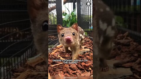 Quoll 🦘 Adorable Marsupial You've Never Heard Of!