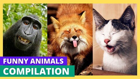 Hilarious Animals: The Funniest Videos of 2023 That Will Make You ROFL!