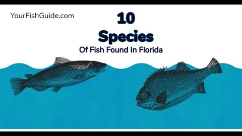 10 Species Of Fish Found In Florida | YourFishGuide.com