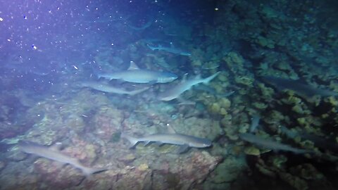 Scuba divers show have incredible experience feeding sharks at night