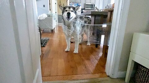 Alaskan Malamute too smart to fall for saran wrap prank