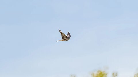 Merlin Flyby, Sony A1/Sony Alpha1, 4k