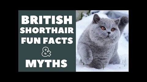 British Shorthair Cats 101 : Fun Facts & Myths