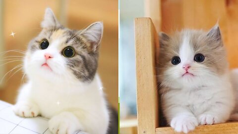 cat cute - cat videos