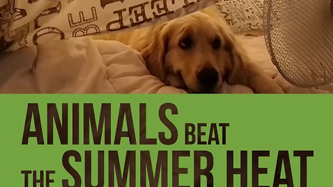 Funny Compilation Of Animals Reacting To Summer Heat