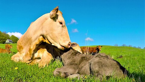 Newborn calf struggles to stay awake in the sunshine