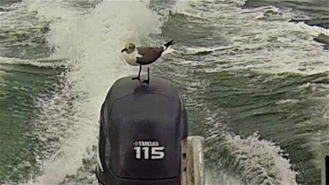 Crafty seagull surfs on the back of a fast moving speed boat