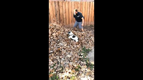 Frenchie goes swimming in massive pile of leaves