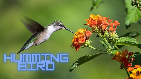 Hummingbird | No Copyright Video | Stock Footage | Birds-Nature