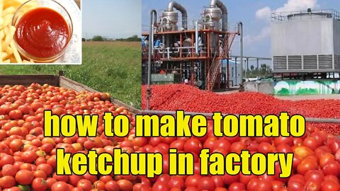 how to make ketchup from tomatoes how to make tomato ketchup in factory