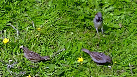 IECV NV #605 - 👀 House Sparrows Eating Some Bread 6-2-2018