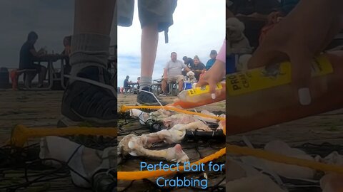 Quick & Easy Bait for Crabbing