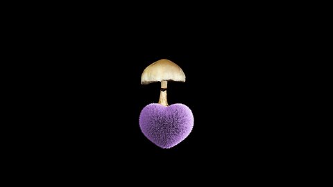 Here’s a mushroom video