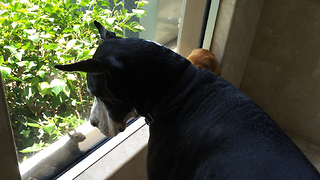 Great Dane desperately wants to play with Squirrel