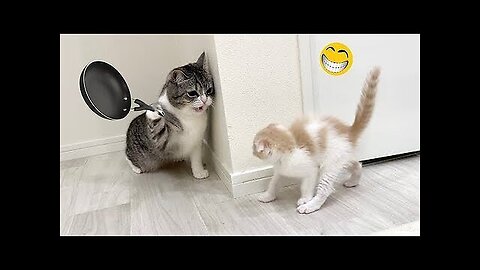 Funny Dogs And Cats Videos 2024 😅 - Ultimate Compilation of Best Funniest Animal Moments