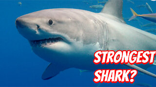 How Deadly is the Great White Shark