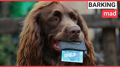 Dog gets £5 pocket money every week
