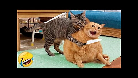 You Laugh You Lose 😍 Funniest Cats and Dogs 😹🐶