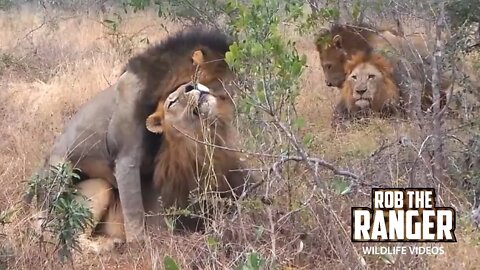 Social Bonding Within A Dominant Lion Coalition