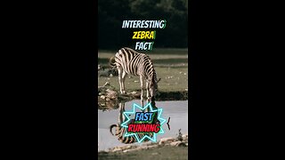 Interesting Zebra Fact | Fast Running
