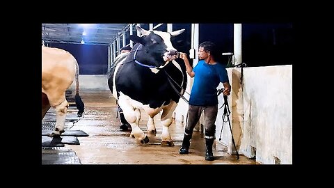 1200 KG Holstein Friesian bull | Brownie's Ranch