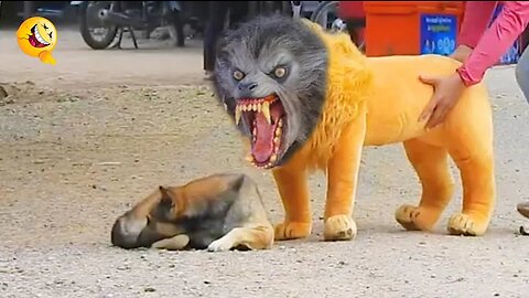 Troll prank on dog funny and fake lion and fake tiger prank to dog and big prank on dog.