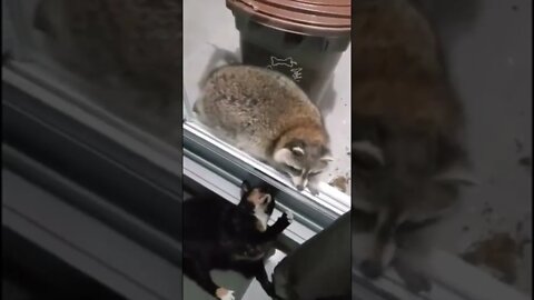 #shorts Смешные Еноты Из Тик Ток 76 Funny Tik Tok Raccoons