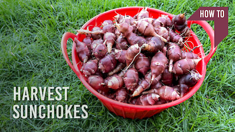 HOW TO harvest sunchokes (aka. Jerusalem artichokes)