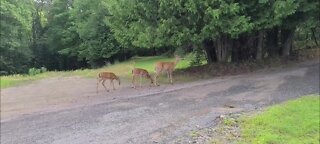 Deer walking through the neighborhood