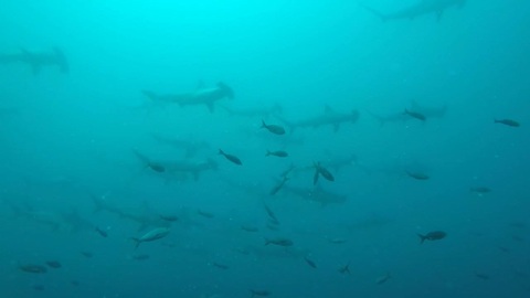 Divers caught in middle of massive hammerhead shark gathering