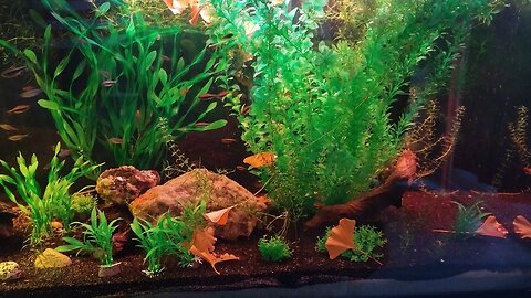 125 gallon community tank, more