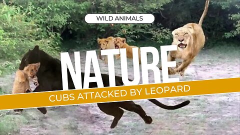 Unbelievable!! Lion Cubs Escaped Death From The Mad Leopard