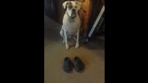 Boxer Dog Walks Around In Style With A Pair Of Crocs