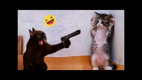 Funnies cats and dogs 😺🐈 🐶🐕 / funny animal videos