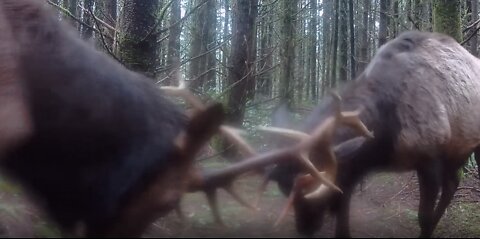 Big Bull Elk Antler Wrestling in Front of Our Trail Cam; Part One