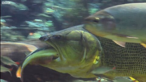 Piranha Feeding Frenzy Planet Earth | BBC 🌎