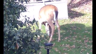 Young Buck Walks through the yard eating apples again.