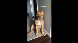 GIANT Pit Bull puppy tries “pup cup ice cream” for the first time! 🦁🍦😋