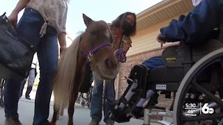 Small horses bring big smiles to Treasure Valley seniors