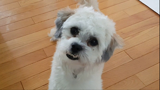 Dog fetches food bowl in order to eat