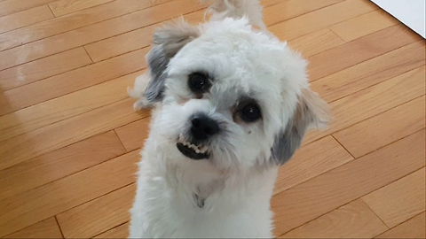 Dog fetches food bowl in order to eat