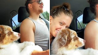 Aussie puppy "helps" her owner drive the car