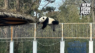 The Great Panda Escape: 6-year-old panda climbs zoo wall
