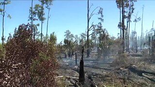 Fire officials expect busy brushfire season in SWFL