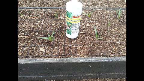 First Garlic Fertilizing 3/2/24