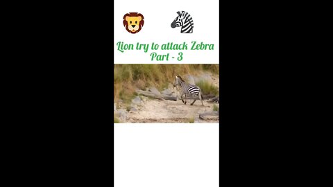 Lion try to attack zebra 🦓 part - 3#shorts #yuotubeshorts #shortvideo