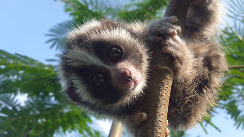 Baby Lorises Saved From Brutal Pet Trade: WILDEST ANIMAL RESCUES