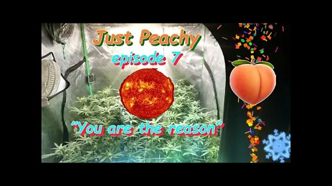 Just Peachy Ep.7 "You Are The Reason" #GeekLight #Phenohunt #SouthBayGenetics #420 🍑🍍☀😎🔨 Day 35